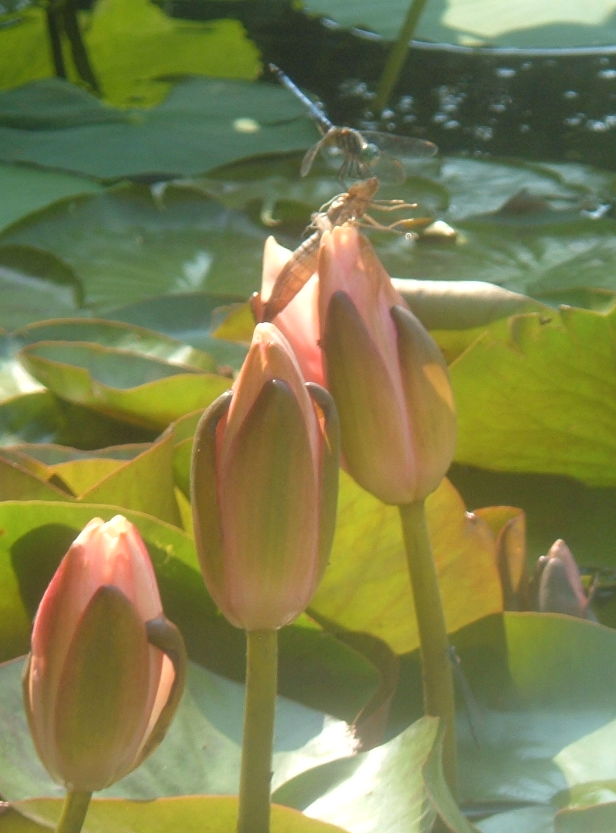 Lotus_Flowers